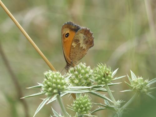 Pyronia tithonus